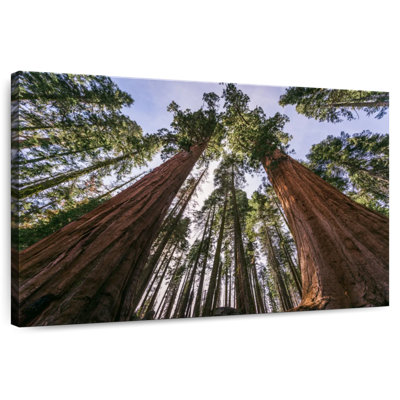 Harnek Giant Sequoia Redwoods