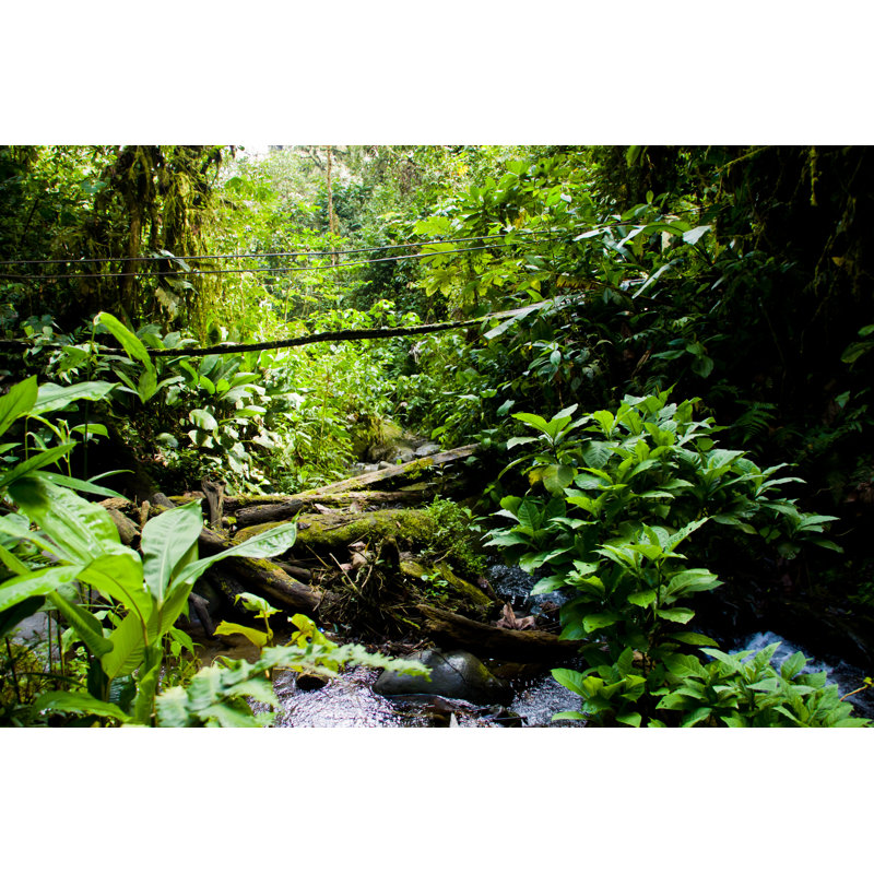 Rainforest - Wrapped Canvas Print, 81cm H x 122cm W x 3.8cm D
