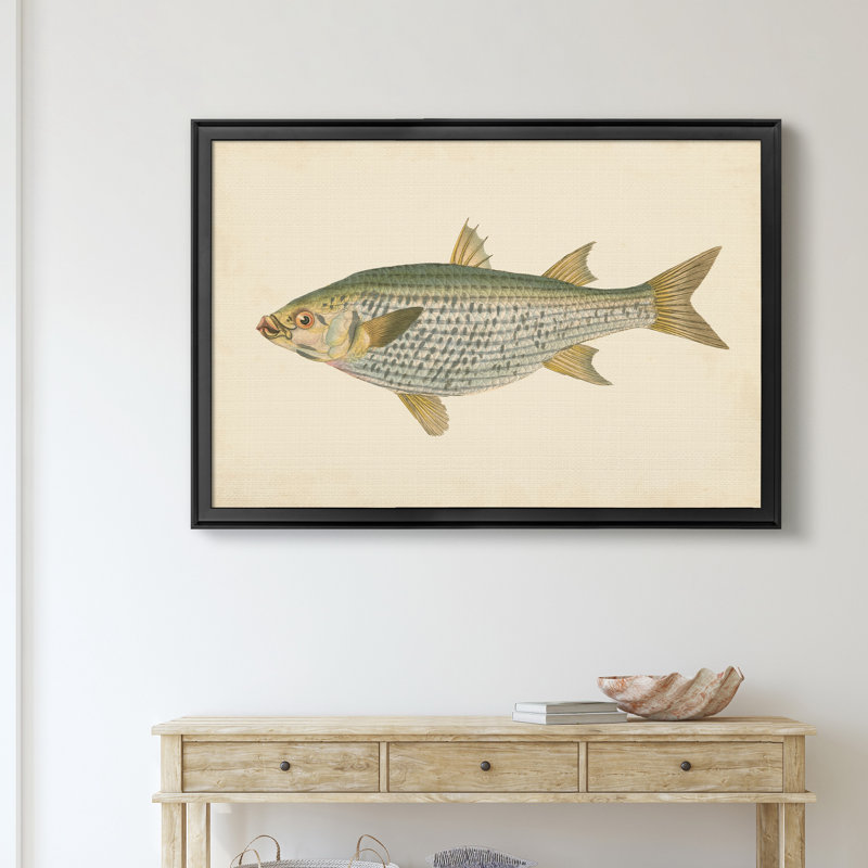 «Donovan Antique Fish IV», impression sur toile encadrée, Noir, H 26,5 po x l 36,5 po x P 1,5 po