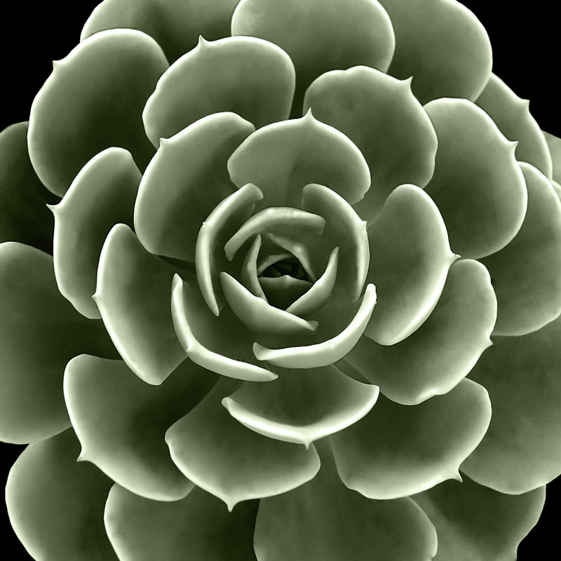 Green Succulent IV by Mia Jensen - Wrapped Canvas Art Prints, 30cm H x 30cm W