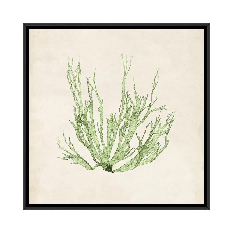 « péridot algues iv », reproduction d’impression sur toile tendue, H 18 po x l 18 po x P 1,5 po, Toile avec cadre noir