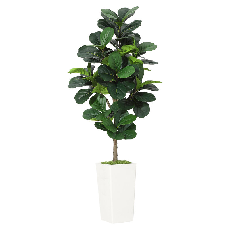 150cm Plant