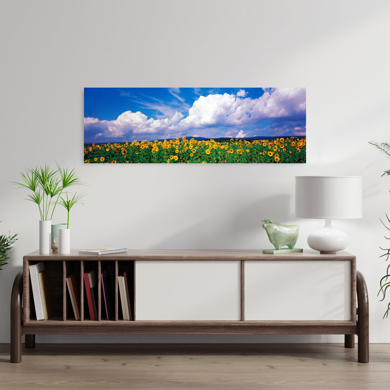 Champ de tournesols, Rudesheim, Allemagne, H 12 po x l 36 po