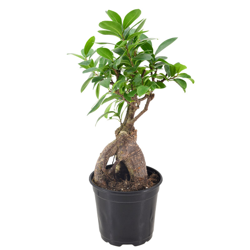 13'' Ficus Plant, 13" H x 4" W x 4" D