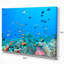 « colonie of maldives anemone fish », impression-29504833-34273198