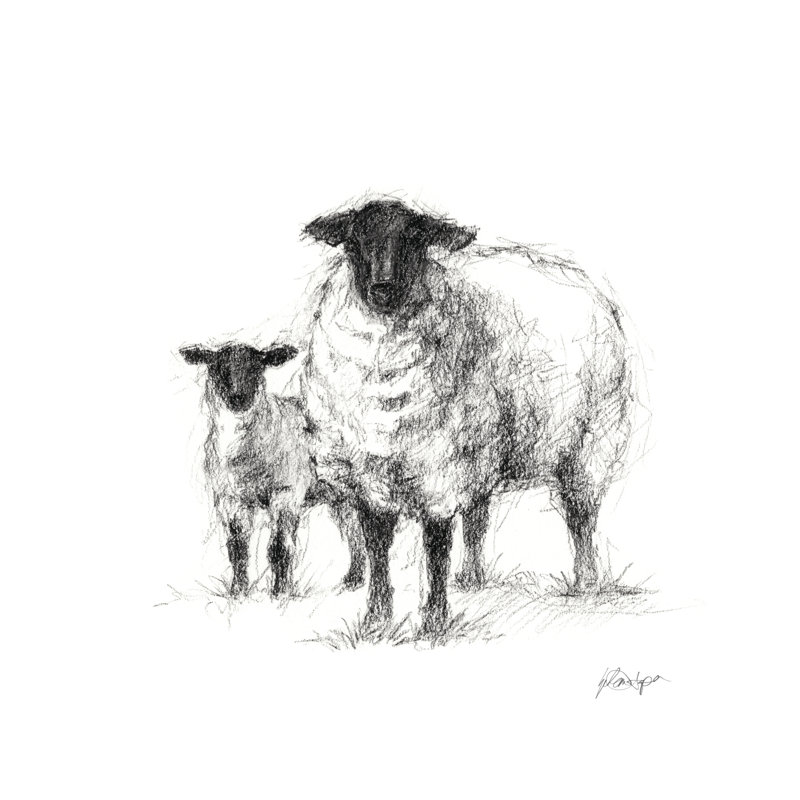 Étude de moutons gris anthracite I, H 20 po x l 20 po