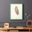 Reproduction encadrée Scops Earl Owl - bois massif-1279032216-1279032209