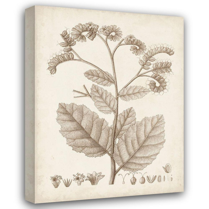 Art sur toile tendue avec art Gallery: Direct Sepia Botanicals IV, H 47 po x l 36 po