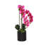 Arrangement d'orchidées