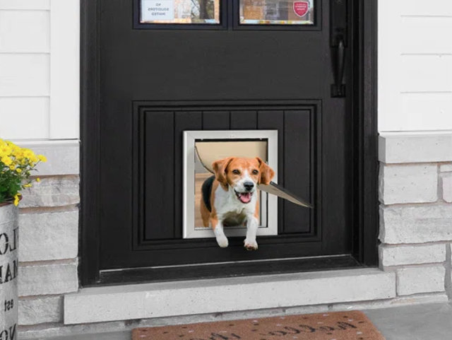 A beagle dog going through a dog door.