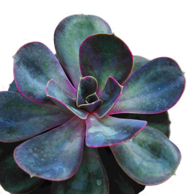 Succulent rose vert