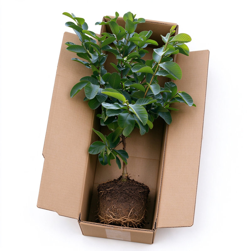 MistFoliage Guava Tree - Live Fruit Tree Sapling, Edible Guava Seedling for Patio & Garden