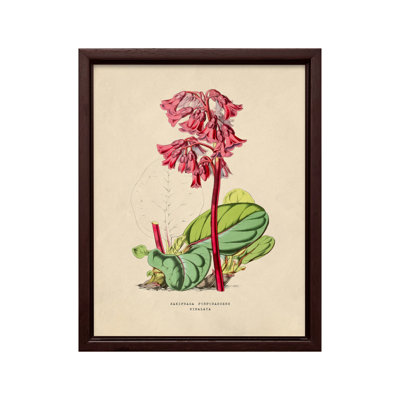 Fleurs des serres - Bergenia Purpurascens