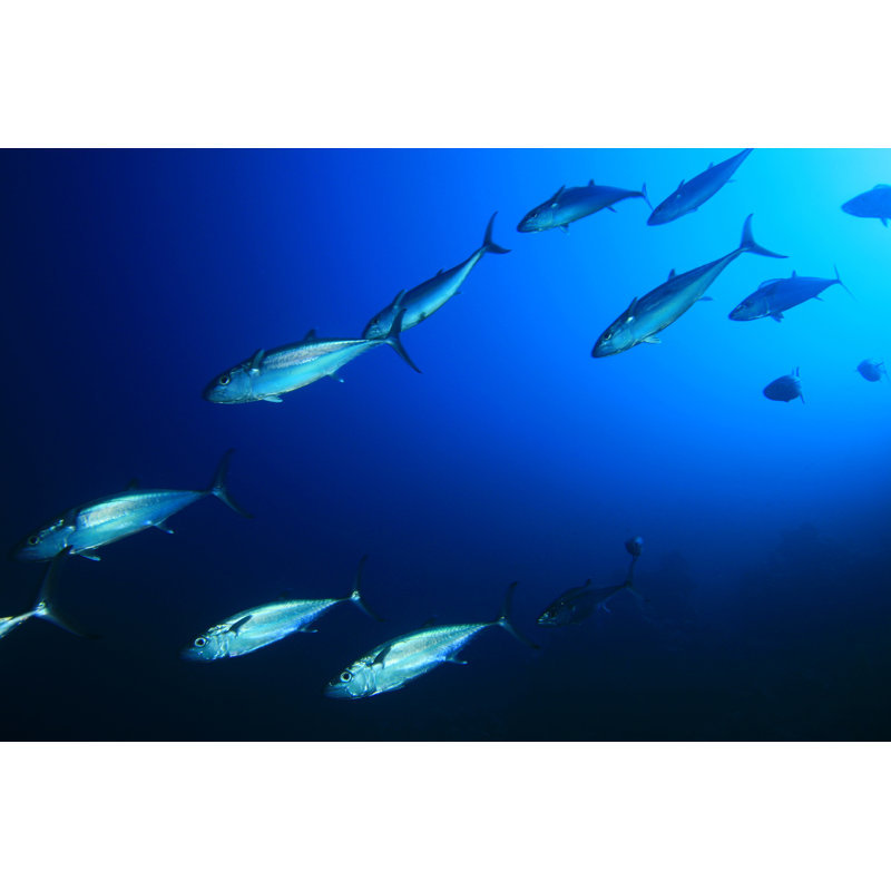 Tuna Fish - Wrapped Canvas Print, 30cm H x 46cm W