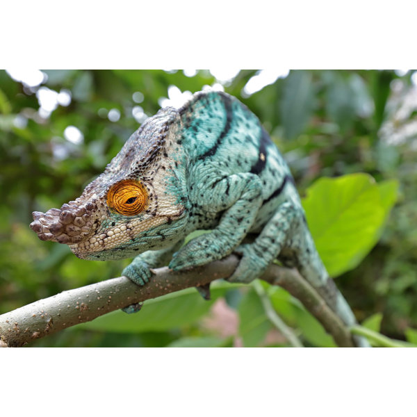 Designer Veiled chameleons for sale are the most colorful of all