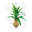 Urne en panier 36 po Dracaena