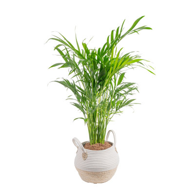 Cat Palm in Décor Planter