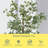 Holzman Faux Eucalyptus Tree in Pot-763252562