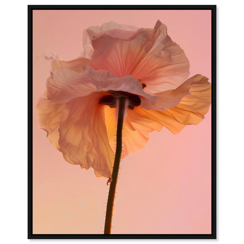 Amber Radiance IV Print by Oliver Gal, 25"H x 31"W, Black Floater Frame