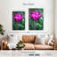 Harnek tulipe fuchsia-108444702