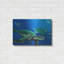 Art mural en métal Beachcrest Home ™ «Green Sea Turtles» par Durwood Coffey-1359731160
