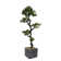 Panama 59" Artificial Bonsai Tree in Planter