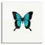 «Blue Butterfly» par PhotoINC Studio-1377104539