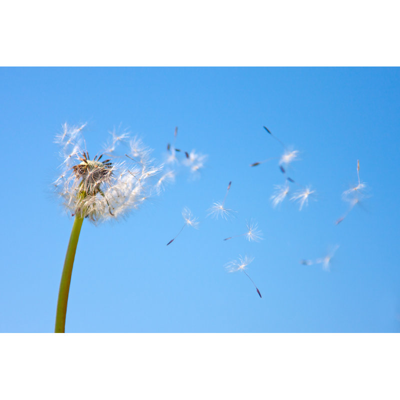 «Dandelion Being Blown in the Wind contre Blue Sky» - Photographie sur toile tendue, H 32 po x l 48 po