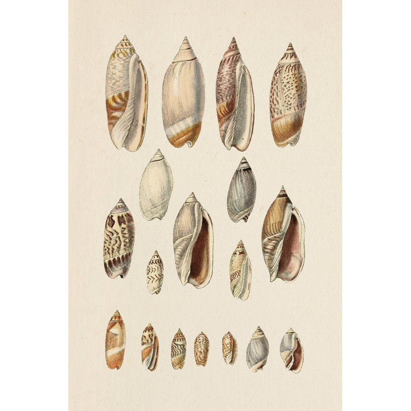 Cone Shell Display I by Jennifer Goldberger - Wrapped Canvas Print, 76cm H x 51cm W x 3.8cm D