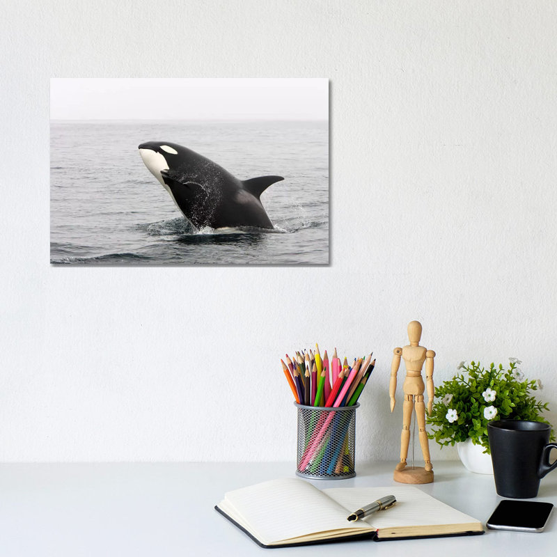 A Transient Killer Whale Breaching, Monterey Bay, California by VWPics - Wrapped Canvas Print, 20.32 cm H x 30.48 cm W