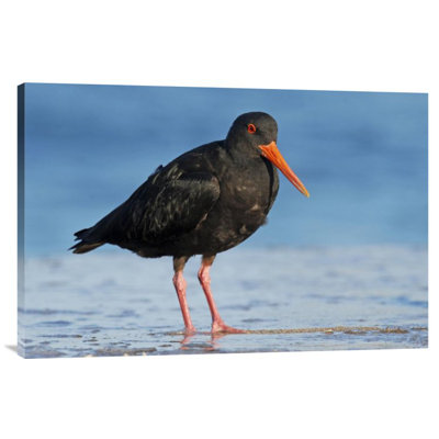" Variable Oystercatcher "