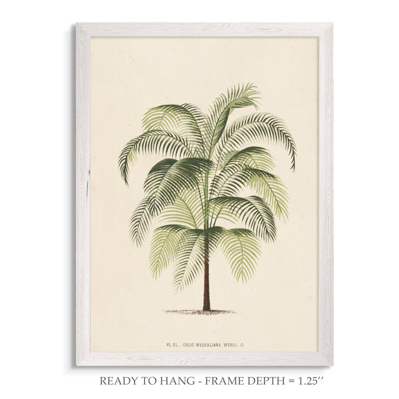 « palmierss iii » par paul cezanne-reproduction d’art sur image, H 16 po x l 22 po x P 1 po, Toile avec cadre blanc