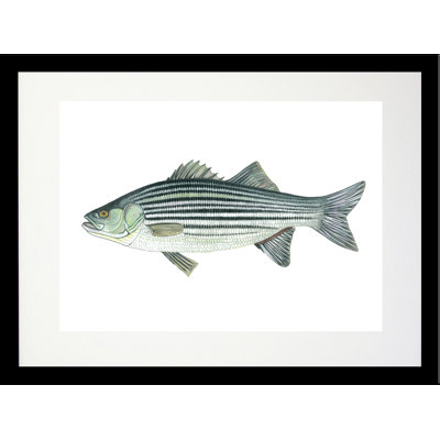" Striped Bass " by Damon Crook