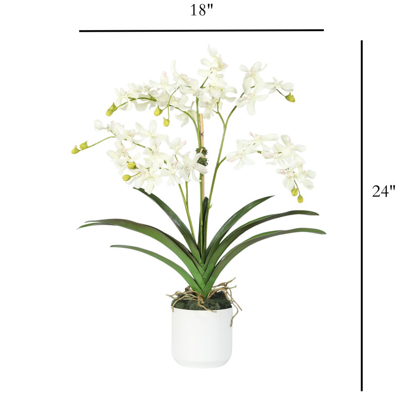 Polysilk Orchid Arrangement In Pot, White, White
