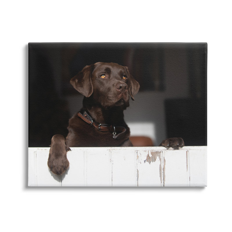 Labrador Labrador surplombant une porte de grange inclinée de ferme par James Dobson - photographie à cadre flottant