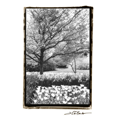 Springtime Garden III by Laura DeNardo - Wrapped Canvas Art Prints