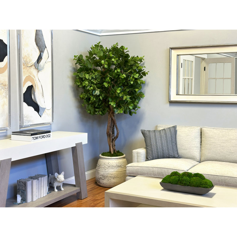 Oriental Ficus Tree in Stone Pot