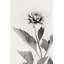 Dahlia blanc II 2886672-1911558478-1884751684-1884751689