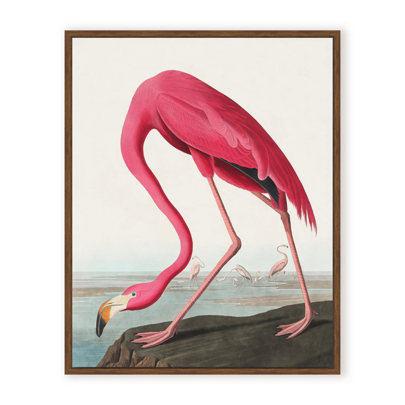 Coastal Retreat Pink Flamingo II From Birds Of America (1827), 48" H x 36" W x 1.125" D, Framed Print, Gold