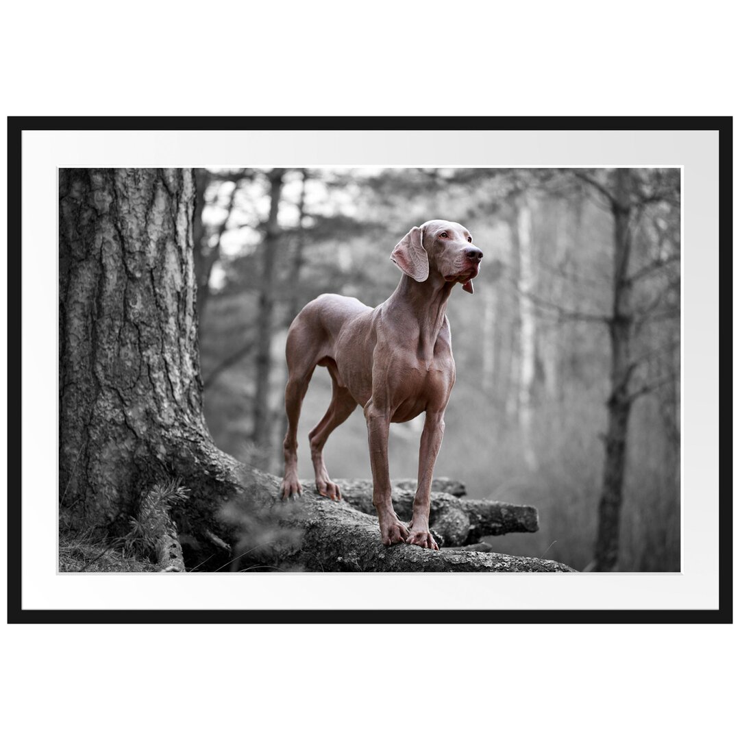 Gerahmtes Poster Weimaraner Baumwurzeln