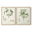 Impression encadrée botanique antique I-Premium - prête à être accrochée - aucun clou requis-615297004-615297005