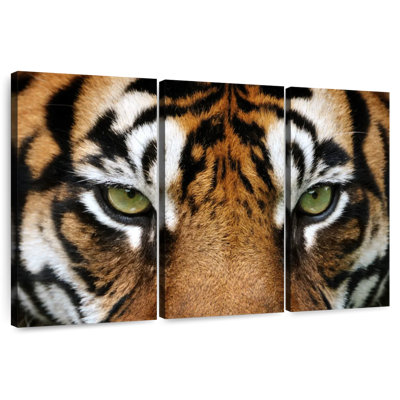Brampt regard d'un tigre