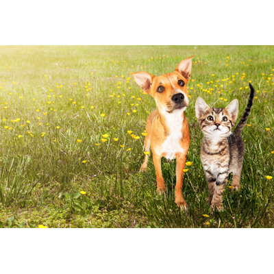 Chien et chat en plein champ sur une photographie sur toile
