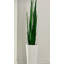 Faux Snake Plant (Sansevieria) Grass
