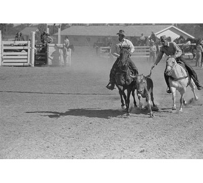 " Bulldogging " by Arthur Rothstein