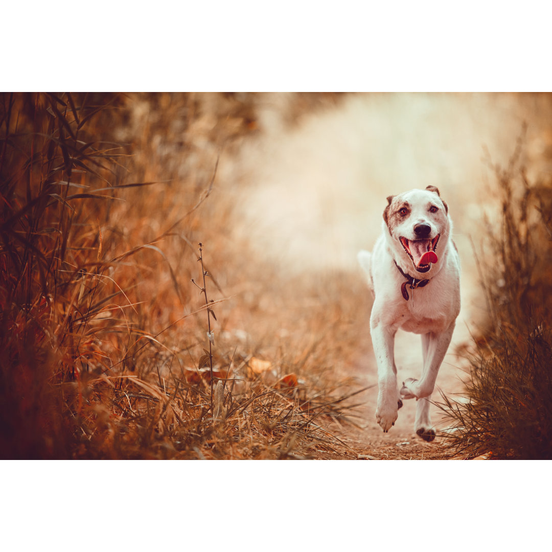 White High Energy Cattle Dog von Debibishop - Leinwanddrucke