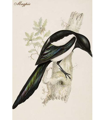 " Magpie " by John Gould