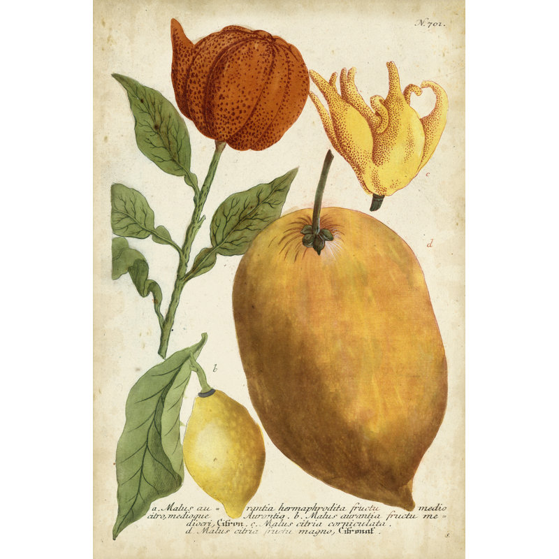 Exotic Citrus II 1 Piece Wrapped Canvas Painting, 91cm H x 61cm W