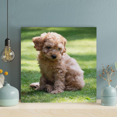" Brown Poodle Puppy On Green Grass Field During Daytime " Painting Print