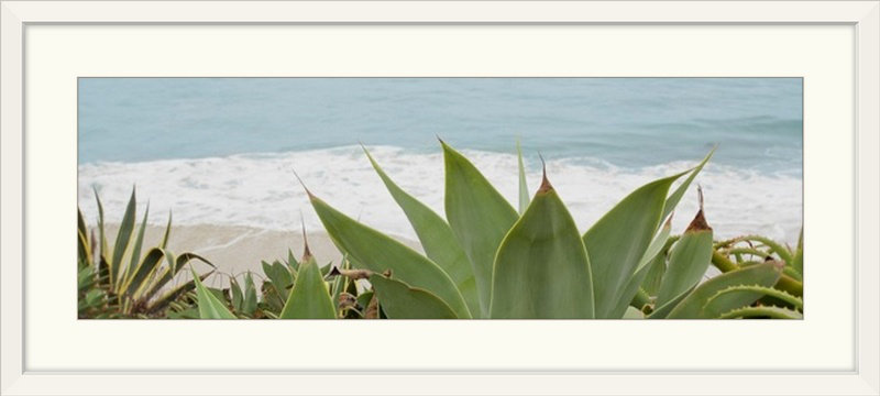 « succulent eaux », reproduction de photo Alan Blaustein, H 20 po x l 44 po x P 1 po, Cadre blanc